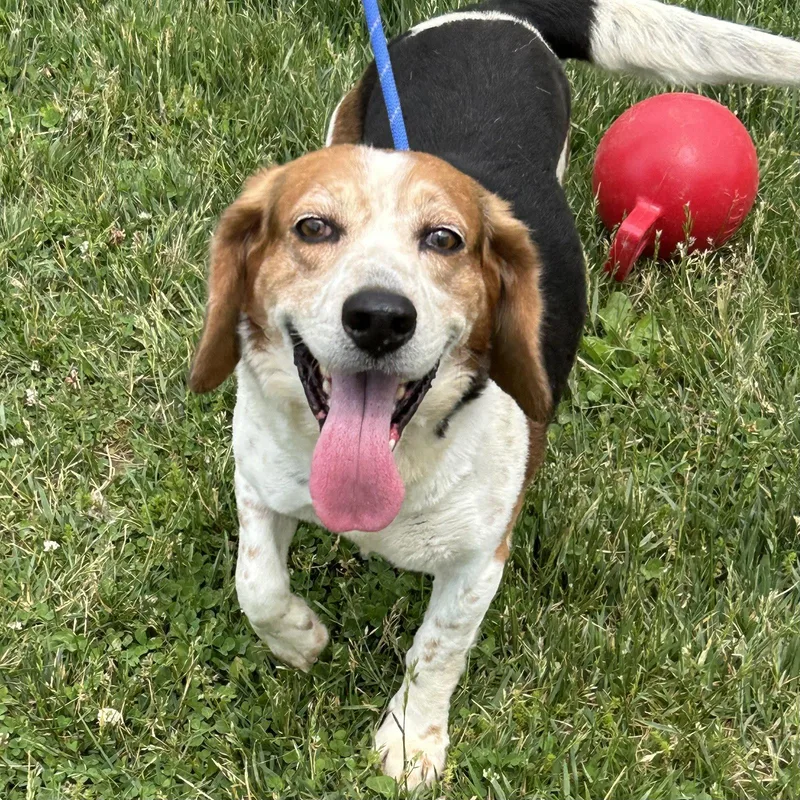 An adult medium-sized male Beagle dog named Mango for adoption in Norwood, OH