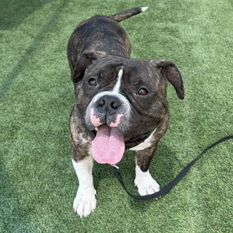 An adult medium-sized male Brindle English Bulldog dog named Russell for adoption in Pasadena, CA