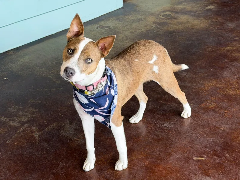 A young medium-sized female Bicolor Australian Cattle Dog / Blue Heeler dog named Chanel for adoption in San Antonio, TX