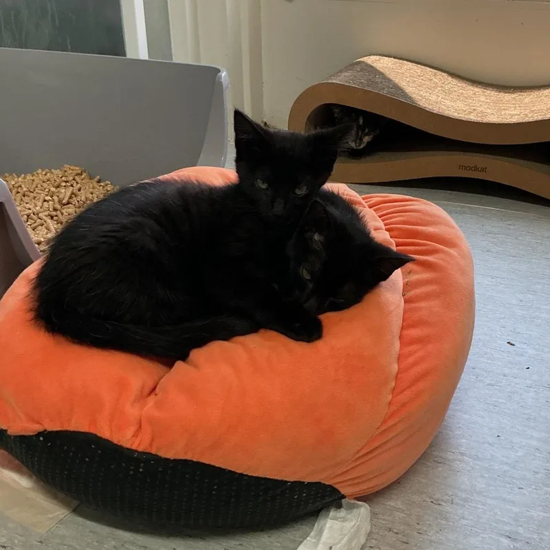 A baby small-sized female Black Domestic Short Hair cat named Lace for adoption in Elizabeth City, NC