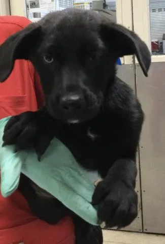 A baby small-sized male German Shepherd Dog dog named Walnut for adoption in Riverside, CA