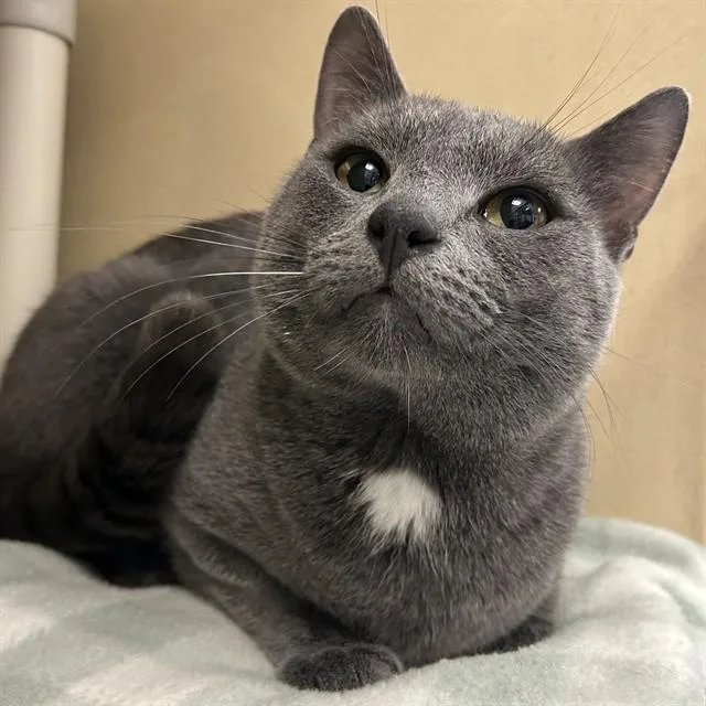 A young medium-sized male Domestic Short Hair cat named Raptor for adoption in Lincolnton, NC
