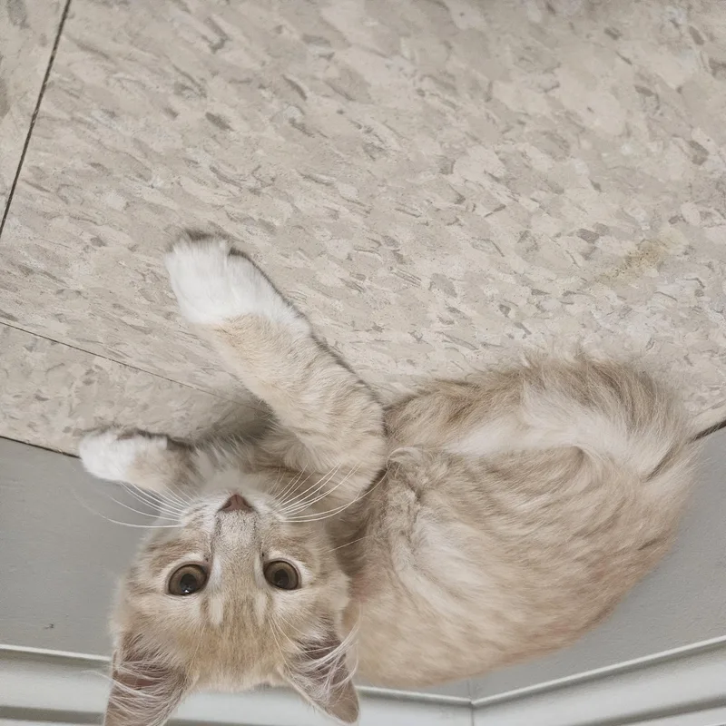 A baby medium-sized male Buff & White Domestic Medium Hair cat named Popseco for adoption in Fall River, MA