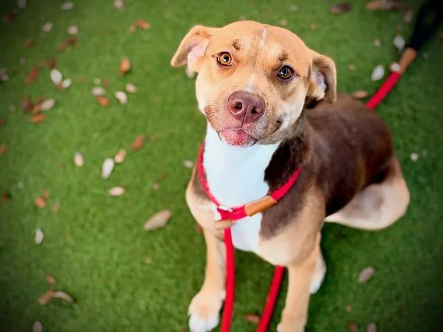 A young large-sized female Pit Bull Terrier dog named Willow for adoption in Orlando, FL