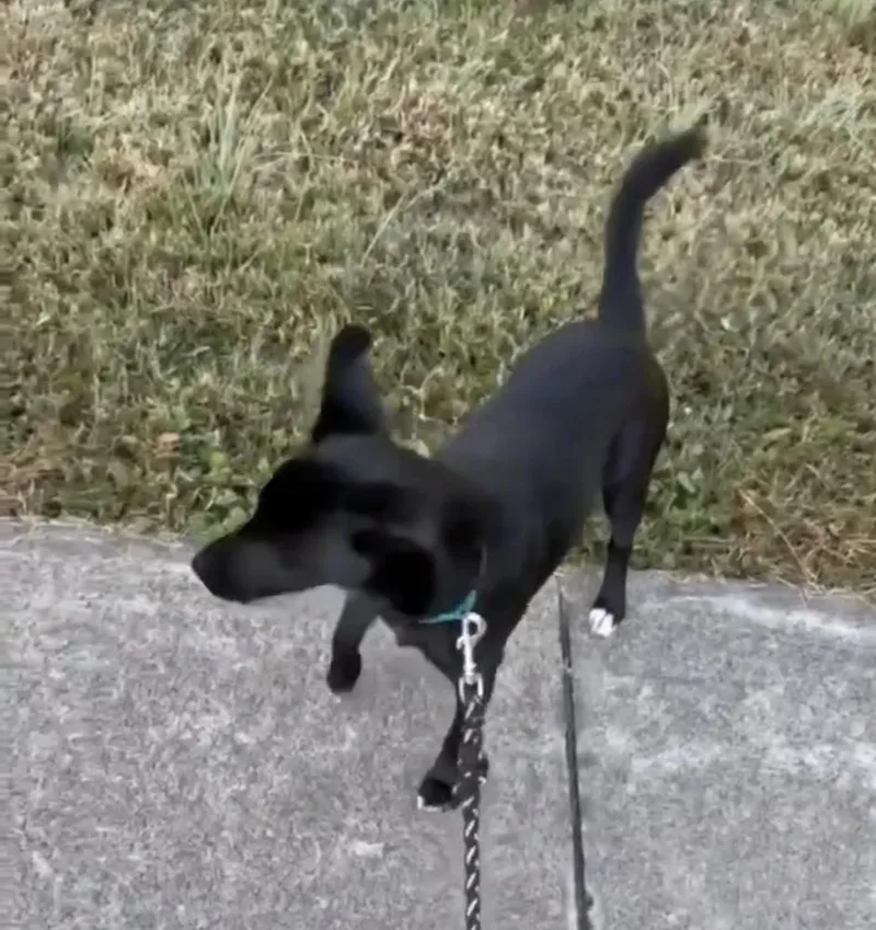 A young small-sized male Black Chihuahua dog named Fudge for adoption in Mocksville, NC