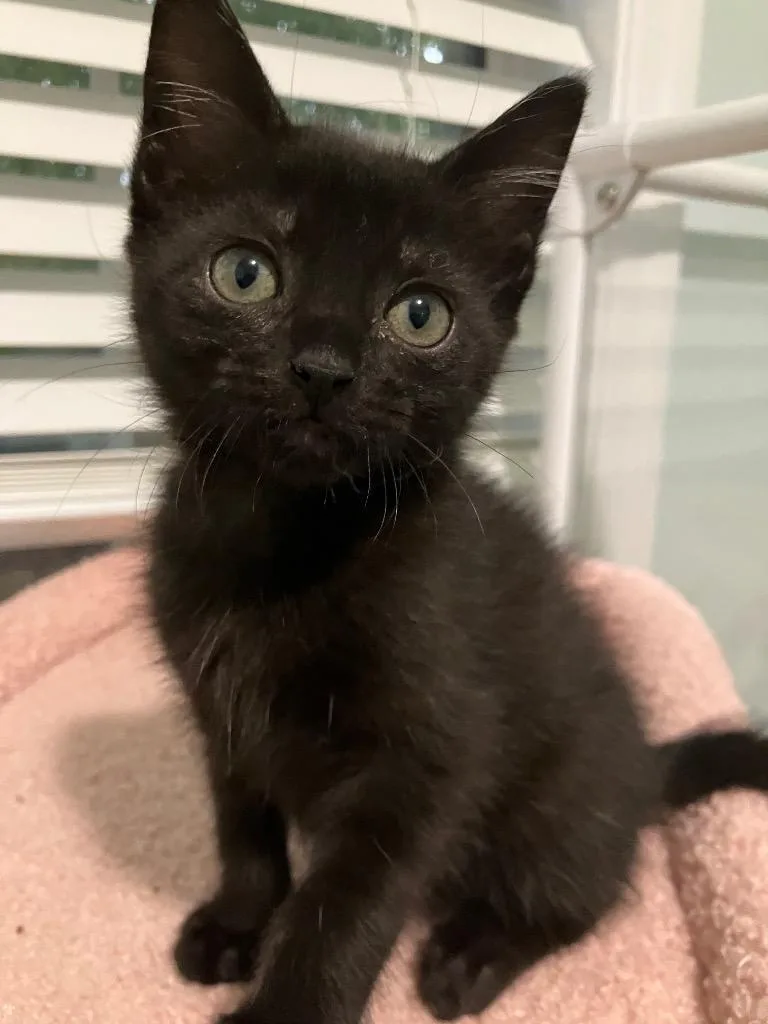 A baby medium-sized male Domestic Short Hair cat named Panini for adoption in Evans, GA