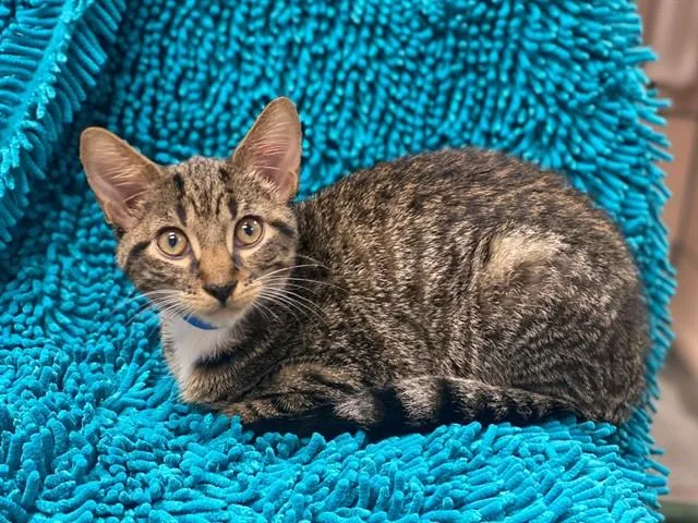 A baby small-sized male Domestic Short Hair cat named Pumpernickel for adoption in Fort Wayne, IN
