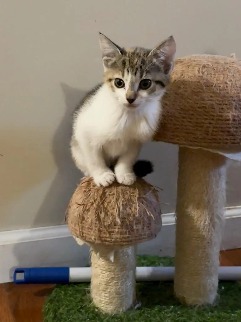 A baby small-sized female Domestic Short Hair cat named Purrsnuckle for adoption in Newnan, GA
