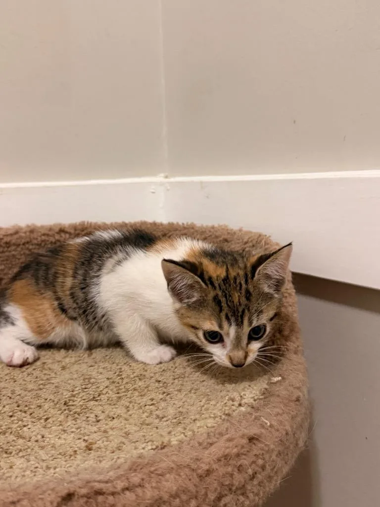 Purrsnuckle thumbnail 2