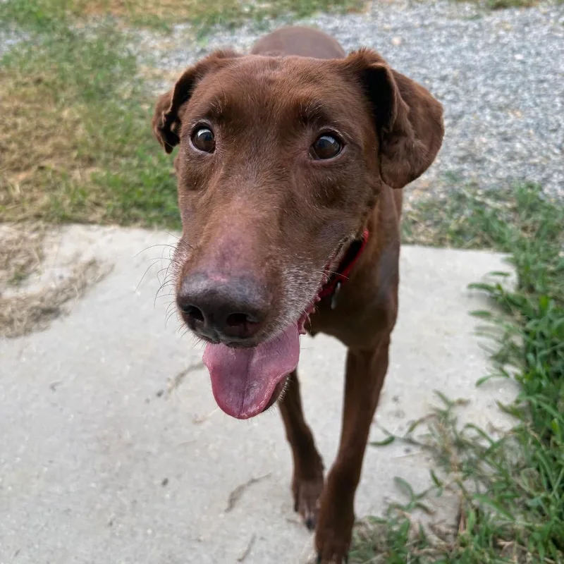 A senior medium-sized female Brown / Chocolate Mixed Breed dog named Brooke for adoption in Fredericksburg, VA