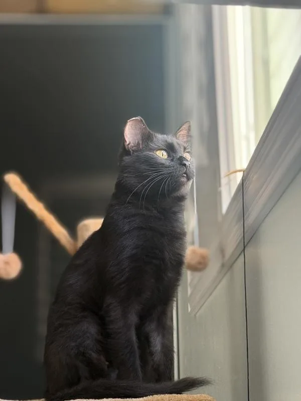 A young medium-sized female Domestic Short Hair cat named Wilhelmina for adoption in San Diego, CA