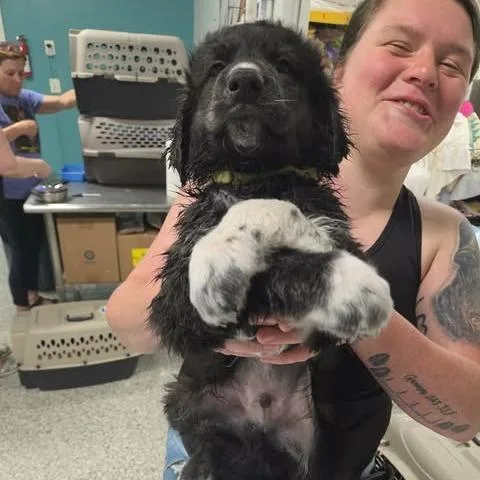 A baby small-sized male Black Mixed Breed dog named Tuliniae for adoption in Fredericksburg, VA