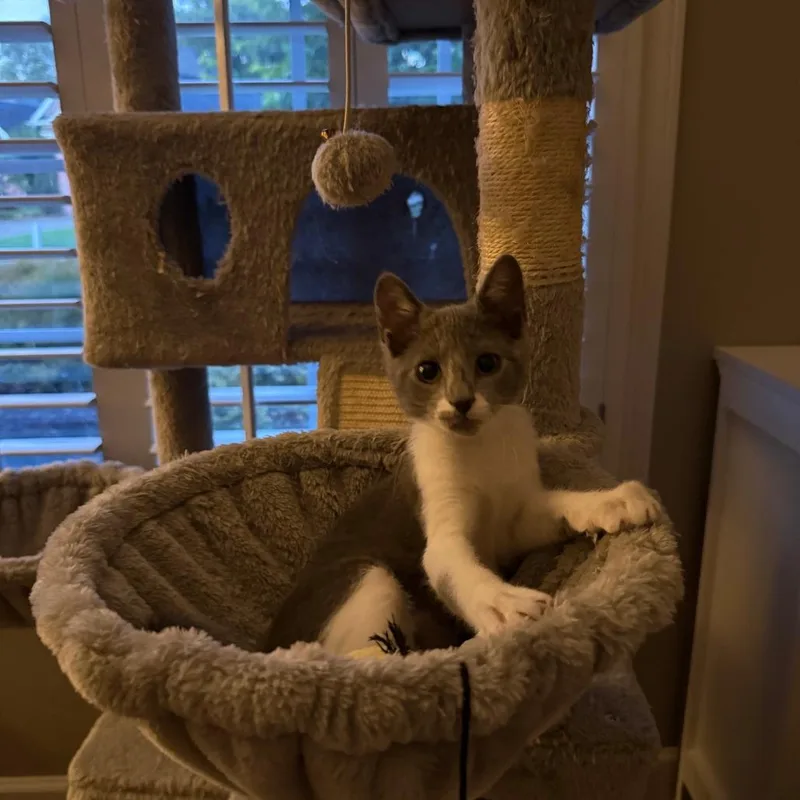A baby small-sized female Domestic Short Hair cat named Jeanie for adoption in Cumming, GA
