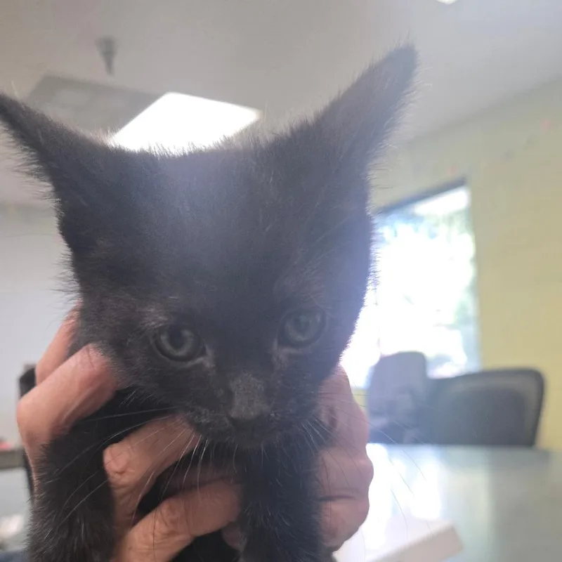A baby small-sized male Black Domestic Short Hair cat named Louie for adoption in San Jacinto, CA