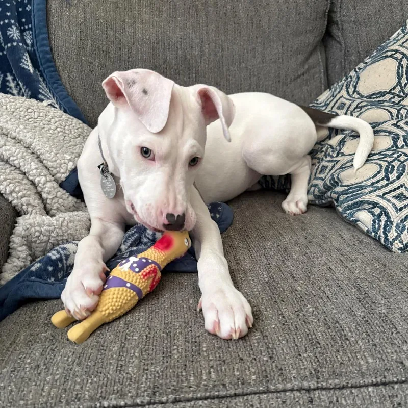 A baby small-sized female White / Cream Pit Bull Terrier dog named Blue for adoption in Dallas, TX