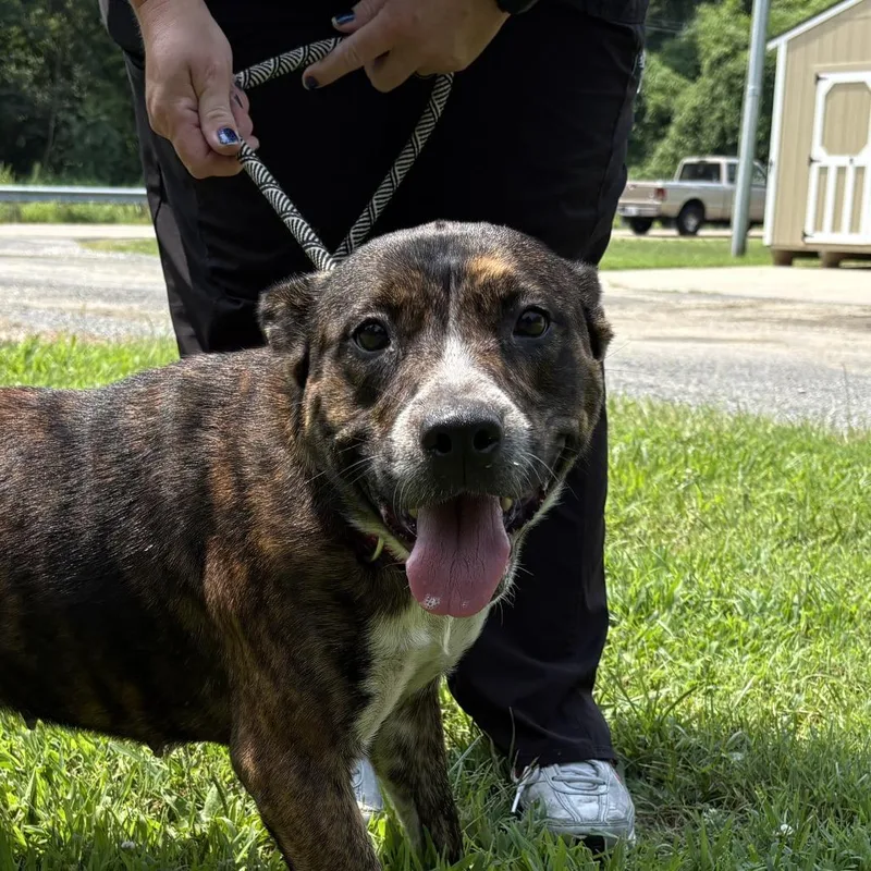 An adult medium-sized female Brown / Chocolate Mixed Breed dog named Maggie for adoption in Troy, IL