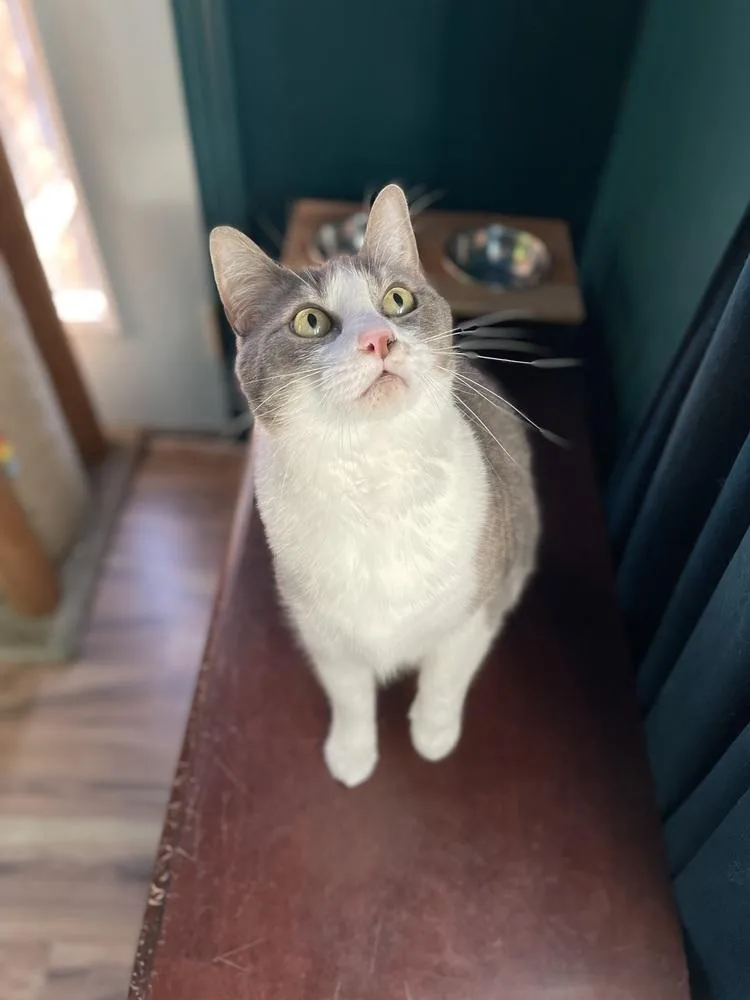 An adult large-sized female Domestic Short Hair cat named Myrtle for adoption in Bellingham, WA