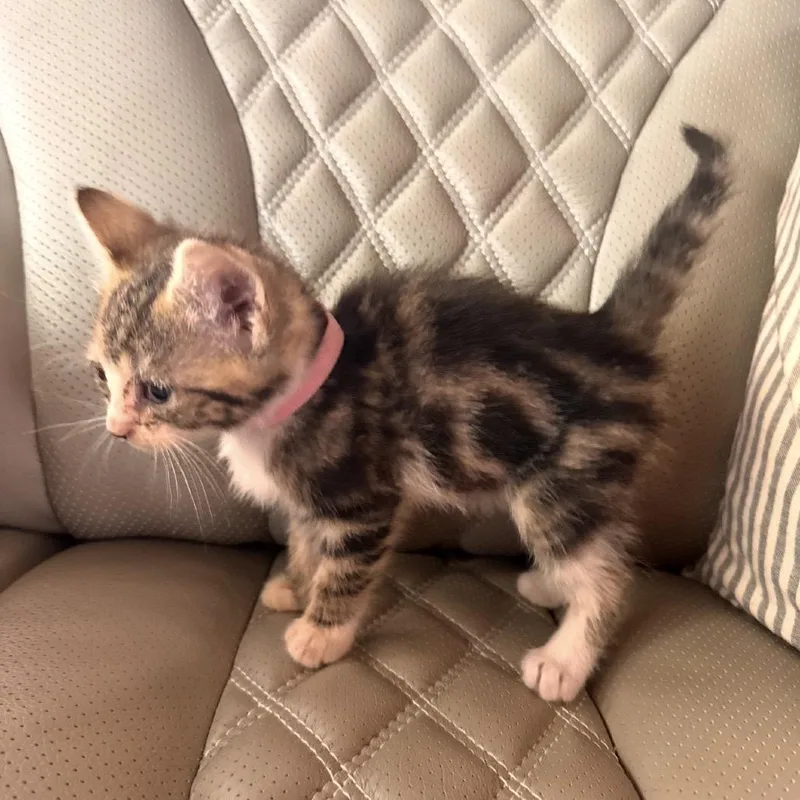 A baby small-sized female Brown / Chocolate Domestic Short Hair cat named Dolly for adoption in Ashland, VA