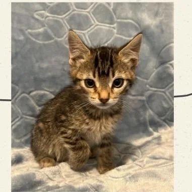 A baby small-sized female Brown / Chocolate Domestic Short Hair cat named Ultra Violet Monster for adoption in Westminster, CA