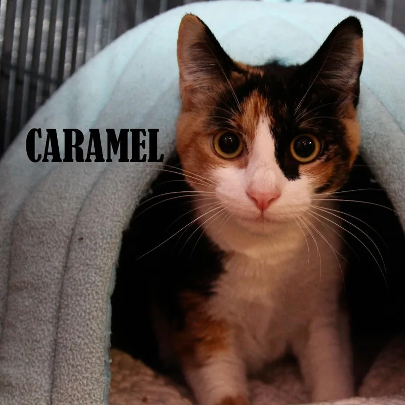 A young large-sized female Calico Domestic Short Hair cat named Caramel for adoption in Mooresville, NC