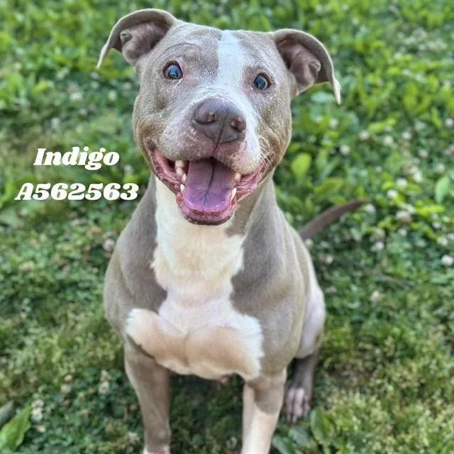 An adult large-sized female Pit Bull Terrier dog named Indigo for adoption in Huntsville, AL