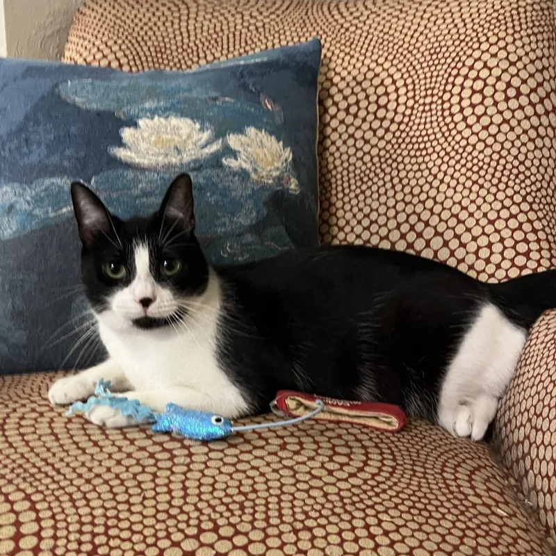 An adult medium-sized female Black & White / Tuxedo Domestic Short Hair cat named Suki for adoption in Aurora, CO