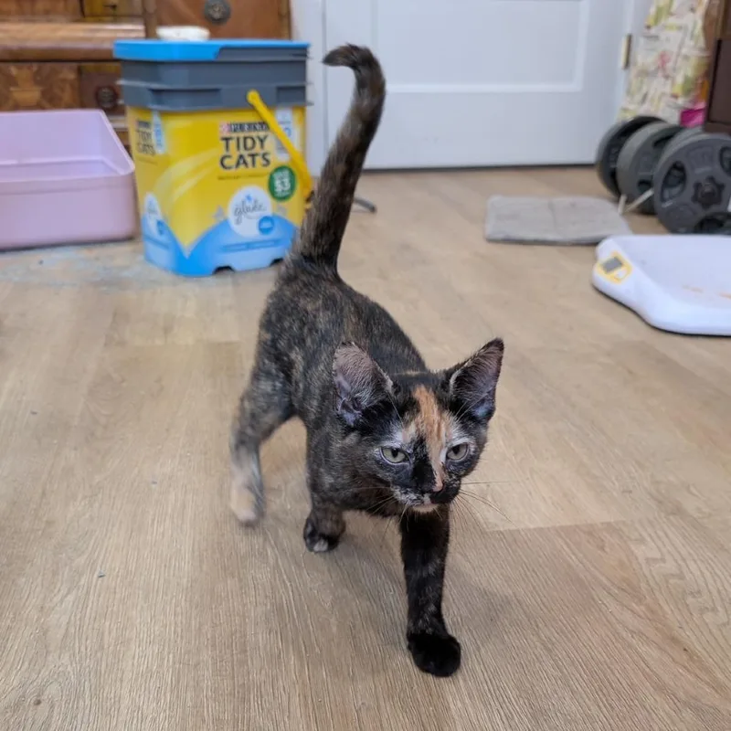 A baby small-sized female Tortoiseshell Domestic Short Hair cat named Greta for adoption in Gibsonia, PA