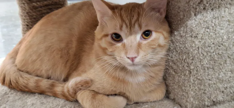A young medium-sized male Tabby (Orange / Red) Domestic Short Hair cat named Wiley for adoption in Pocatello, ID