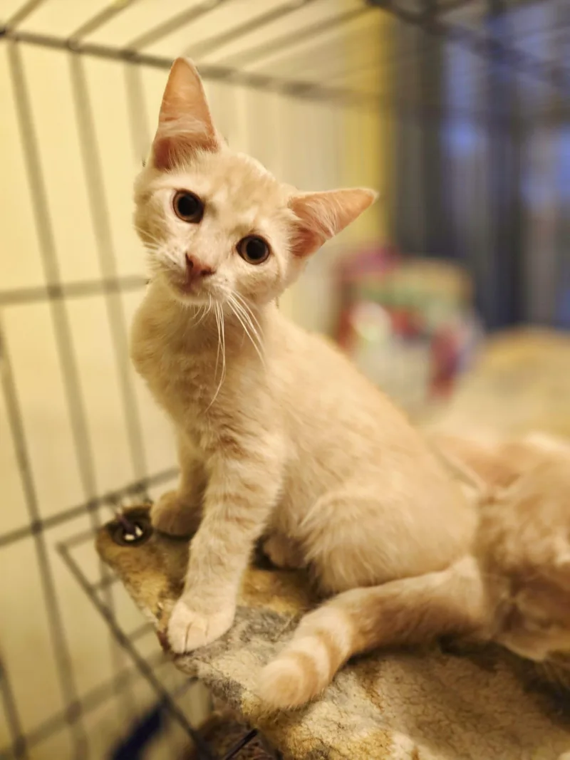 A young medium-sized male Tabby (Orange / Red) Domestic Medium Hair cat named Muffler for adoption in Nottingham, MD