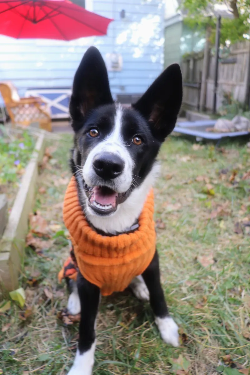 A baby medium-sized female Black Collie dog named Nellie Bly for adoption in Buffalo, NY