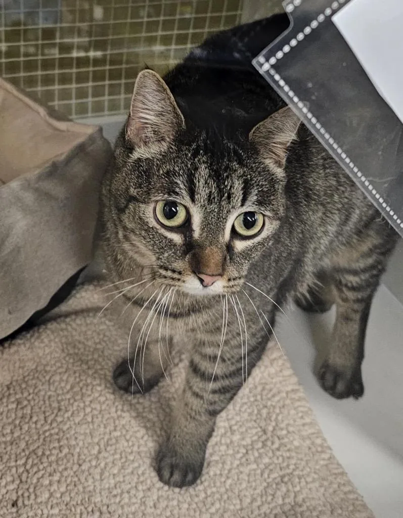 An adult medium-sized female Domestic Short Hair cat named Cady for adoption in Salt Lake City, UT