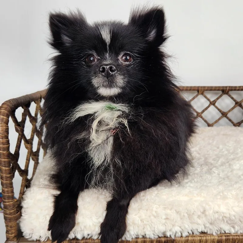 An adult small-sized male White / Cream Pomeranian dog named Skunk for adoption in Fort Wayne, IN