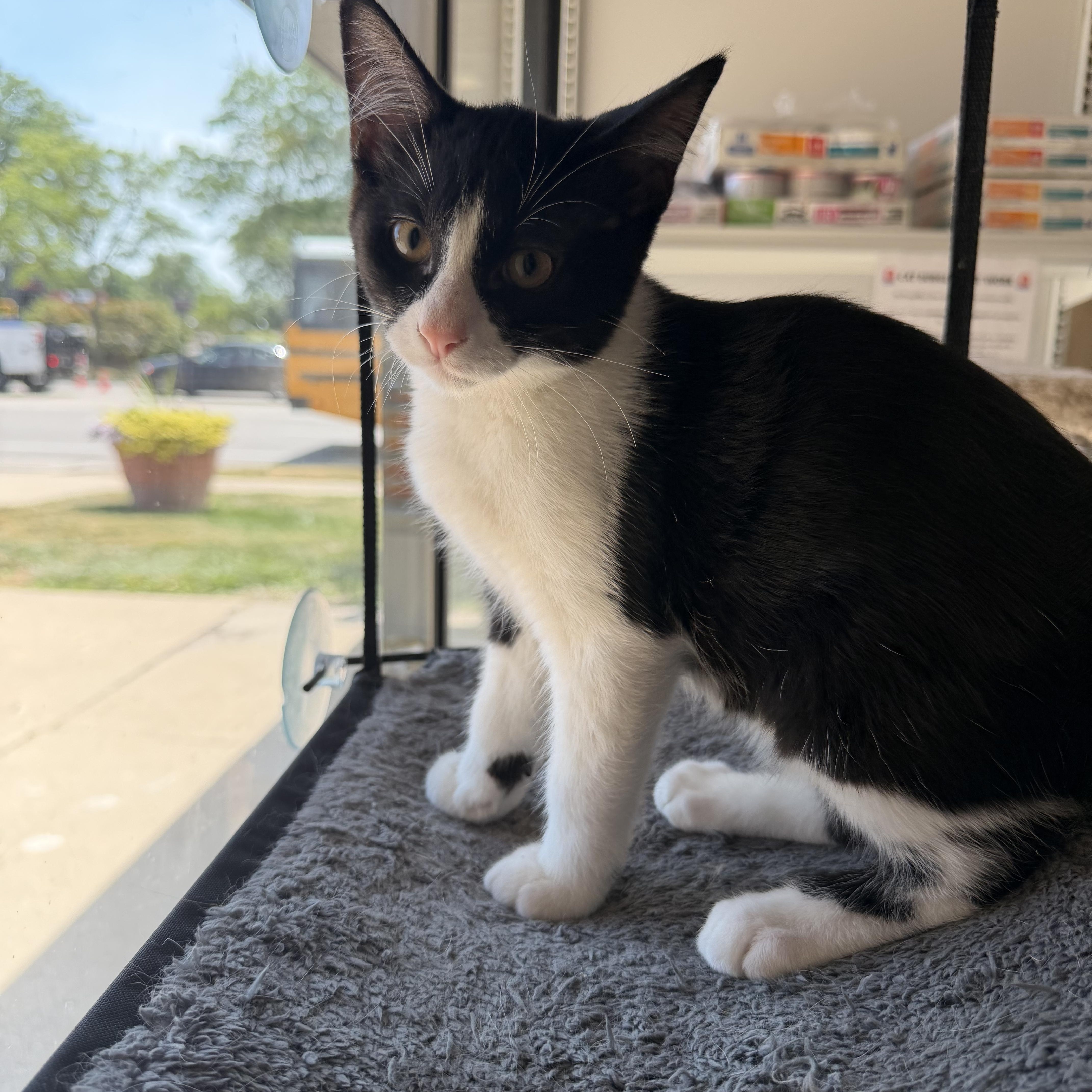 A baby medium-sized male Black & White / Tuxedo Domestic Short Hair cat named Jackson for adoption in Madison, WI