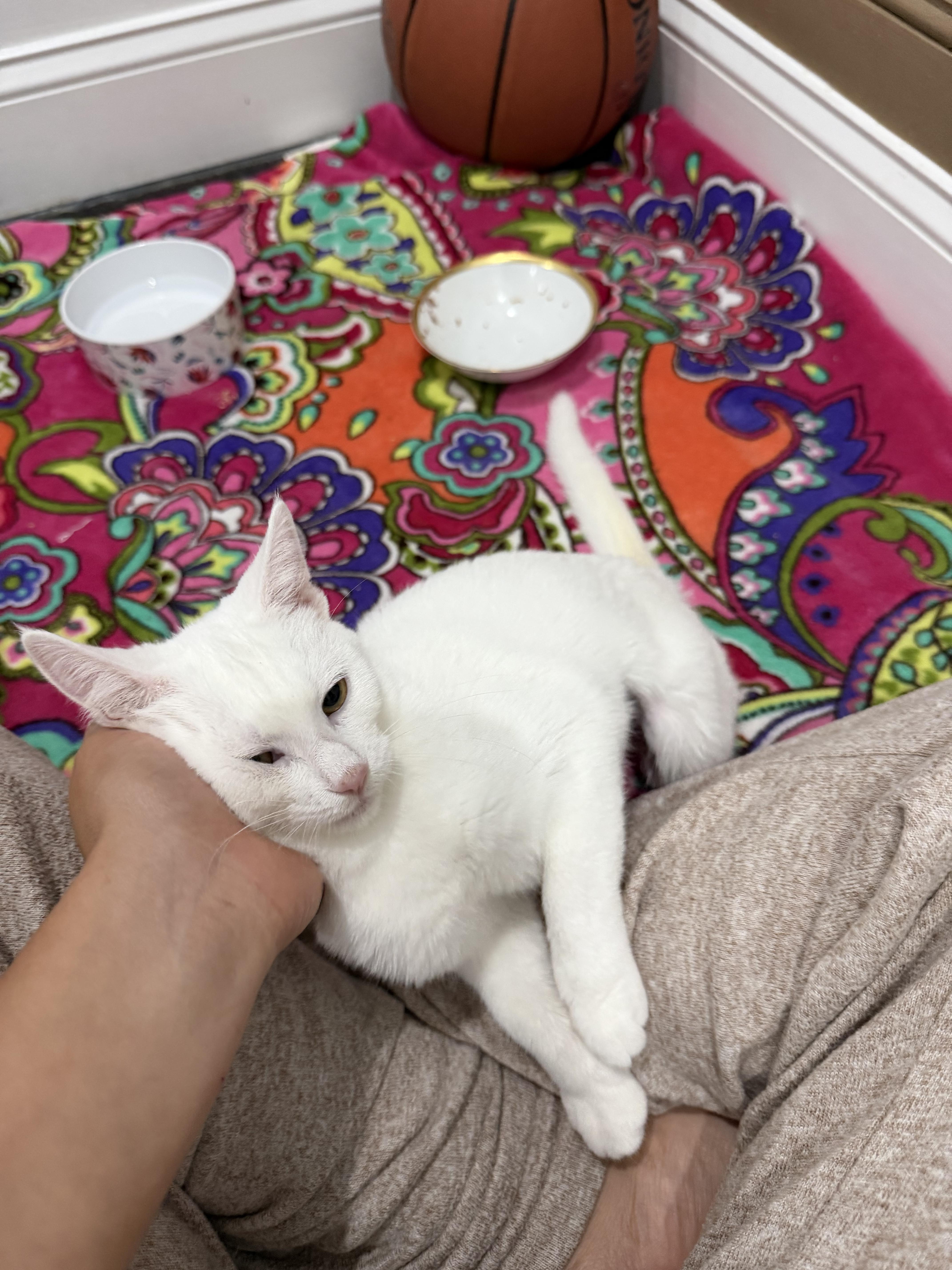 A baby small-sized female Turkish Angora cat named Snow for adoption in Philadelphia, PA
