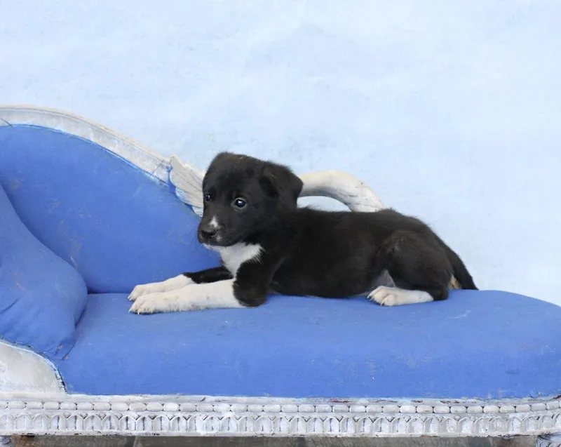 Angus thumbnail 2