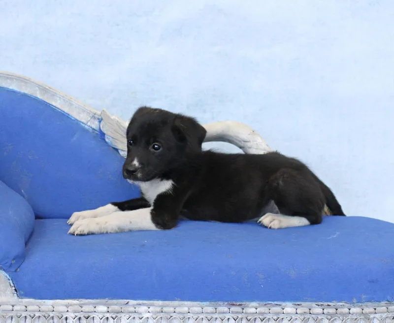 Angus thumbnail 3