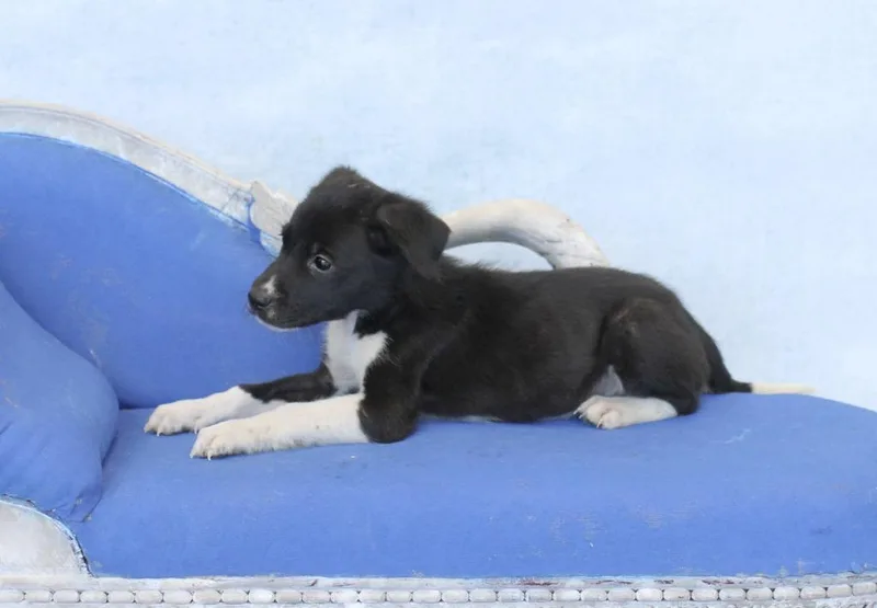 Angus thumbnail 4