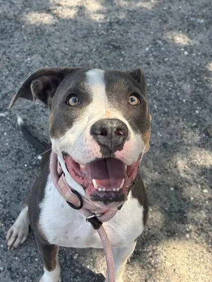 A baby small-sized female Mixed Breed dog named Ellie for adoption in Daytona Beach, FL