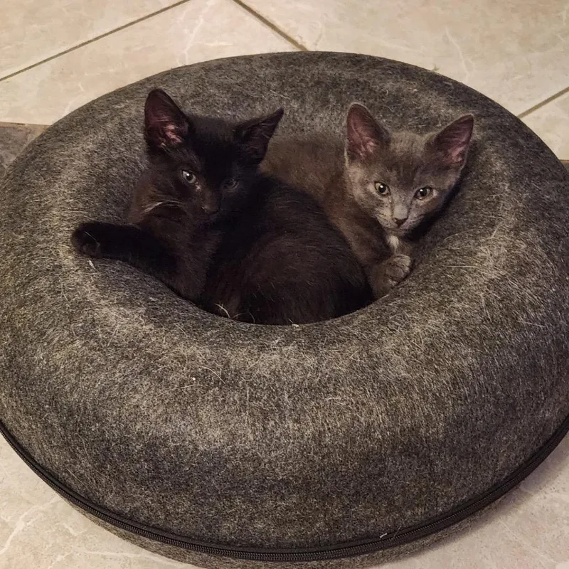 A baby small-sized male Gray / Blue / Silver Domestic Short Hair cat named Ashford for adoption in North Port, FL