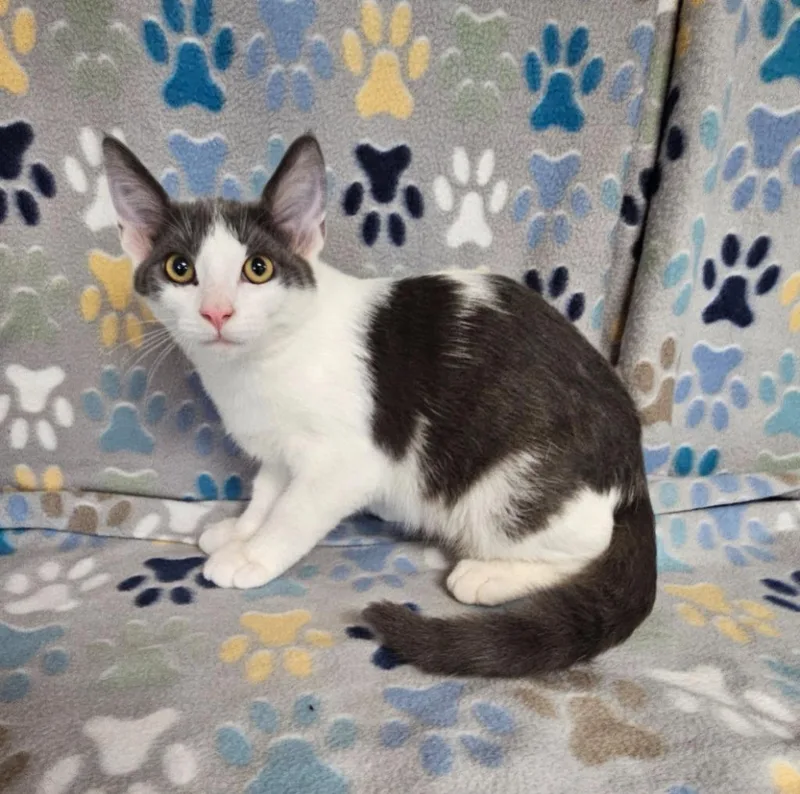 A baby medium-sized male Domestic Short Hair cat named Hugh for adoption in Wabash, IN
