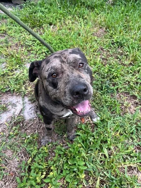 An adult large-sized male Pit Bull Terrier dog named Alvin for adoption in Miami, FL