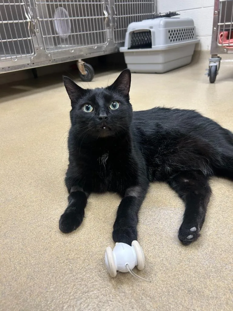 An adult medium-sized male Black & White / Tuxedo Domestic Medium Hair cat named Stewart & Sullivan for adoption in Battle Creek, MI