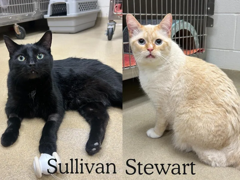 Stewart & Sullivan thumbnail 4