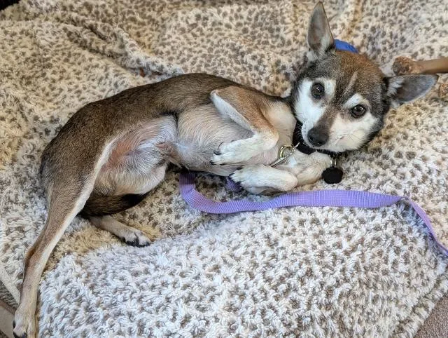 An adult small-sized male Bicolor Chihuahua dog named Mr Goodbar for adoption in Portland, OR