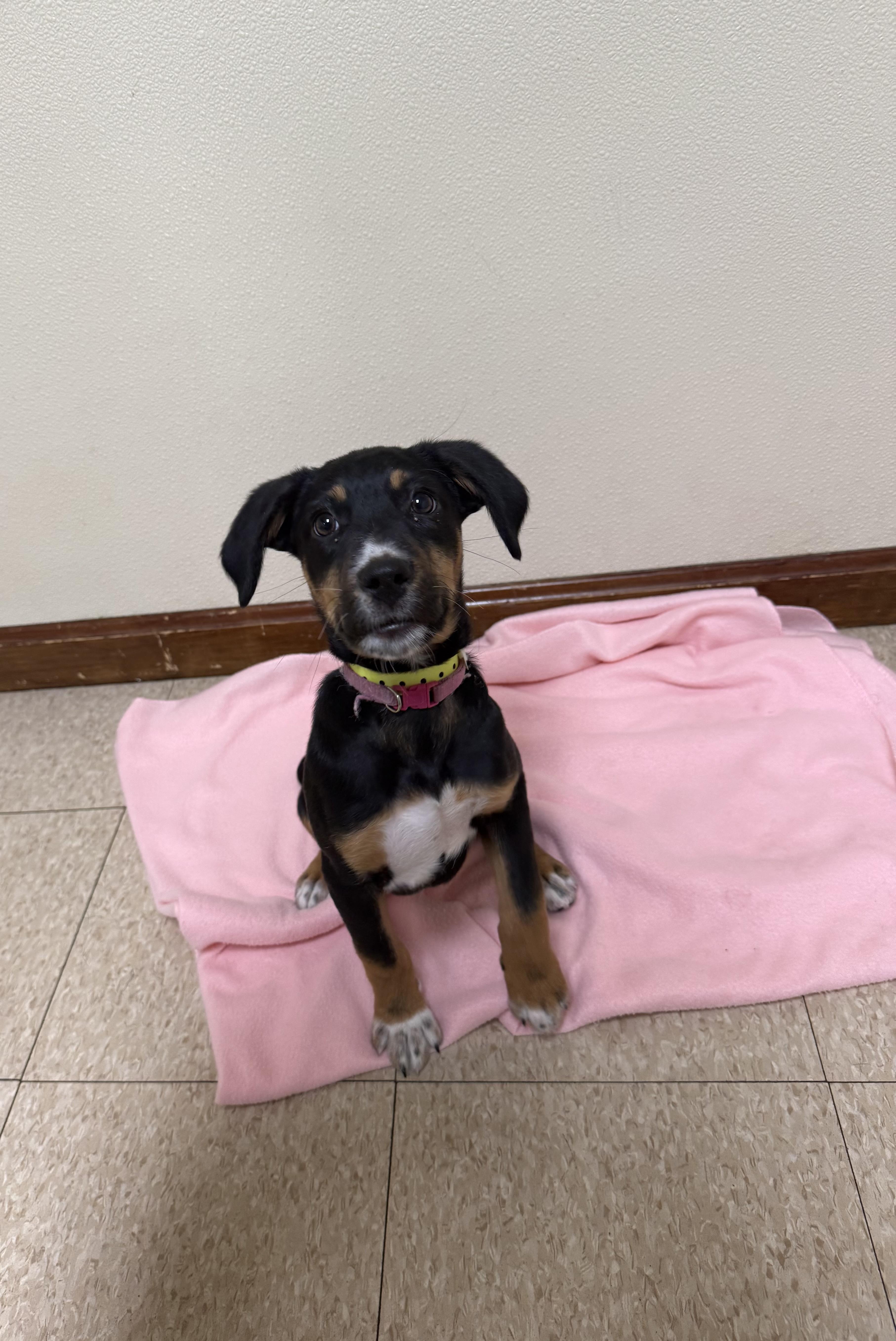 A baby medium-sized female Tricolor (Brown, Black, & White) Australian Shepherd dog named Sally for adoption in Douglas, MA