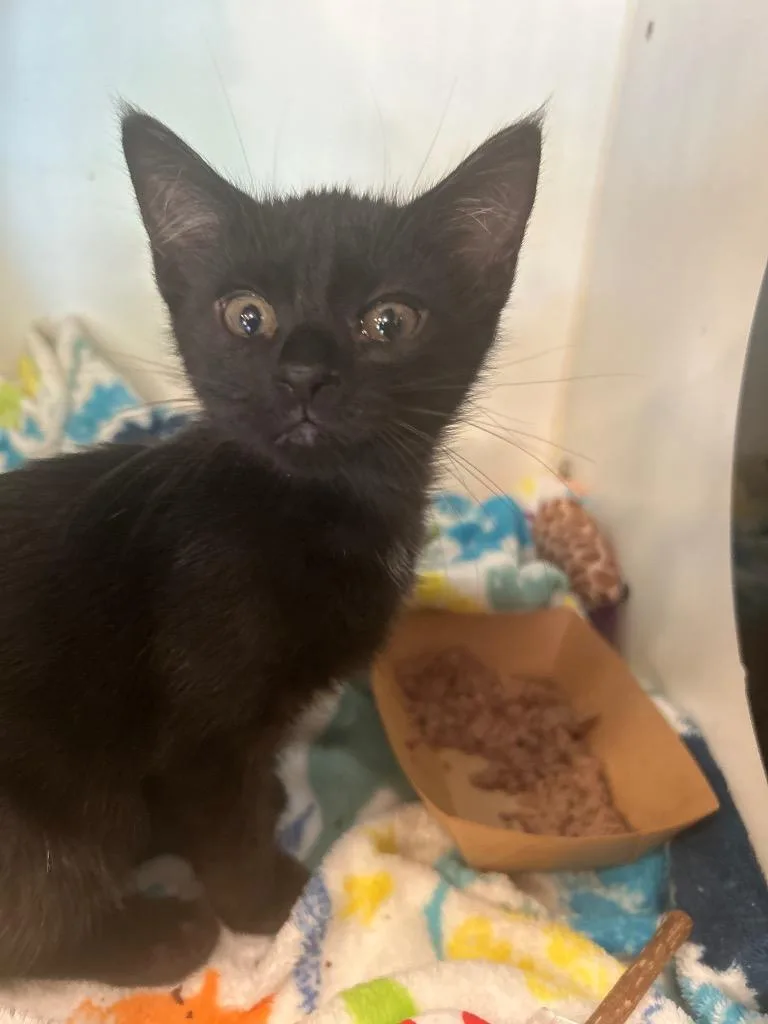 A baby medium-sized female Domestic Short Hair cat named Carson for adoption in Cumming, GA