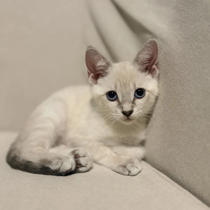 A baby small-sized female White Domestic Short Hair cat named Marina for adoption in Germantown, MD