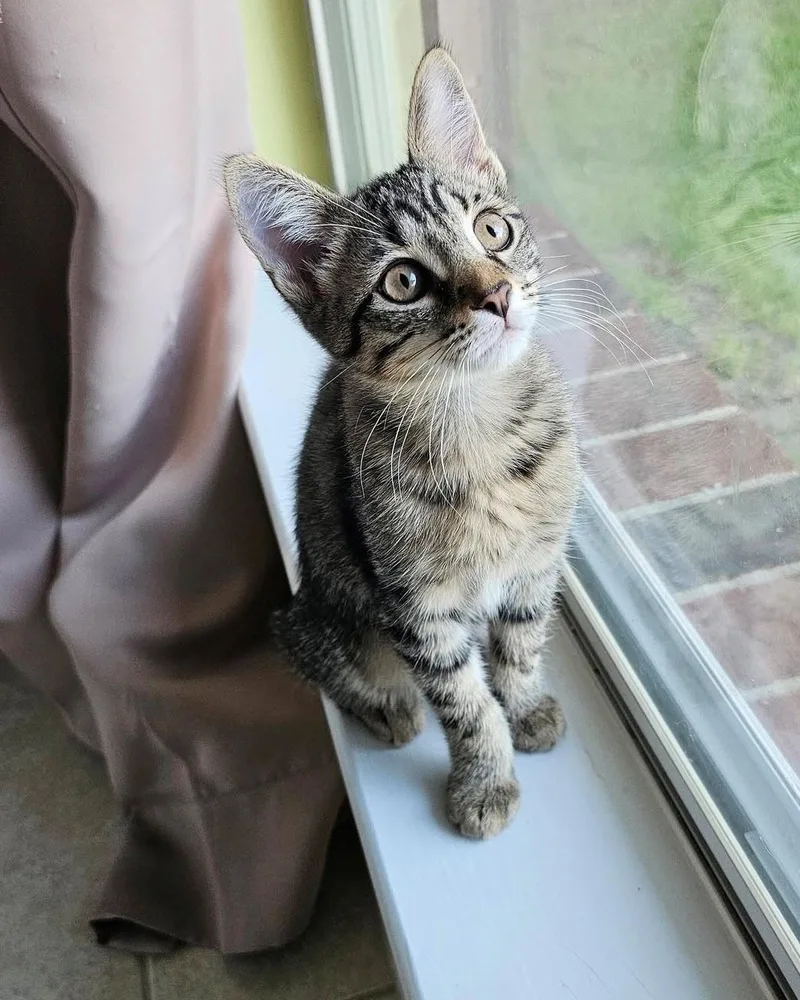 A baby medium-sized female Tabby (Brown / Chocolate) Tabby cat named Violet for adoption in Gulfport, MS