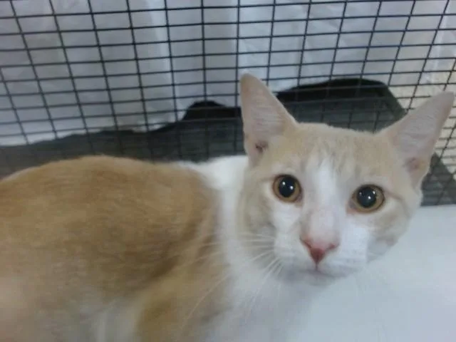 A young small-sized male Domestic Short Hair cat named Teo for adoption in Miami, FL