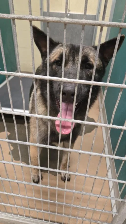 A young large-sized male German Shepherd Dog dog named A for adoption in Texas City, TX